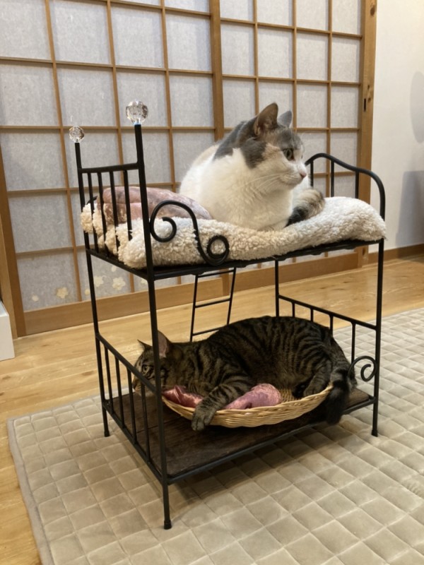 猫用二段ベッド